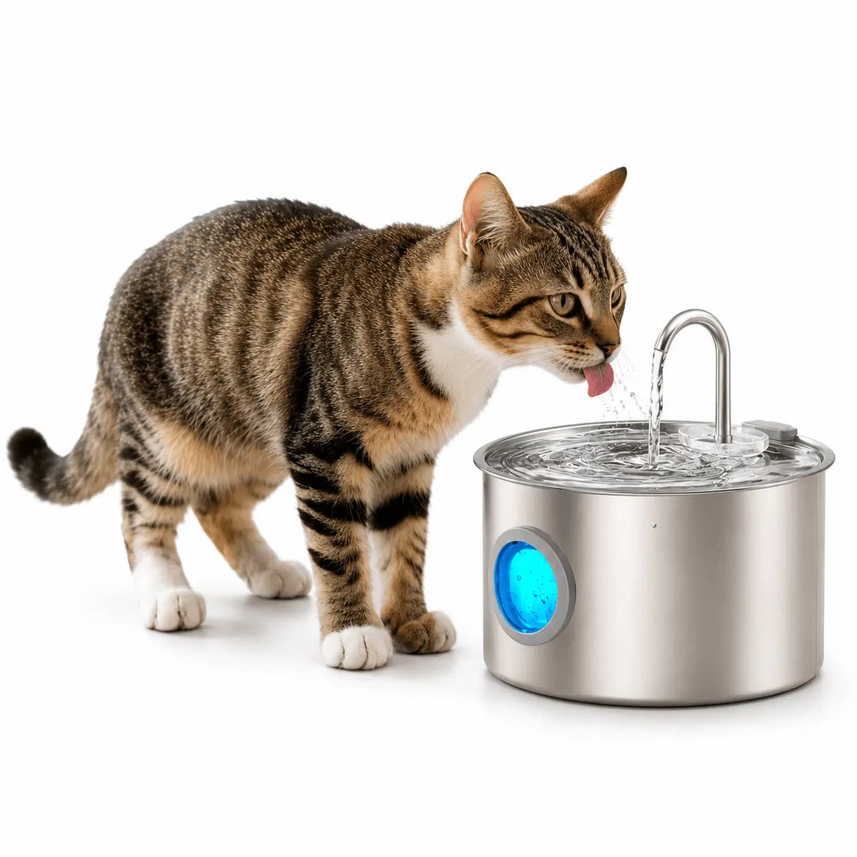 Is a 3.2L Pet Water Fountain Worth It?